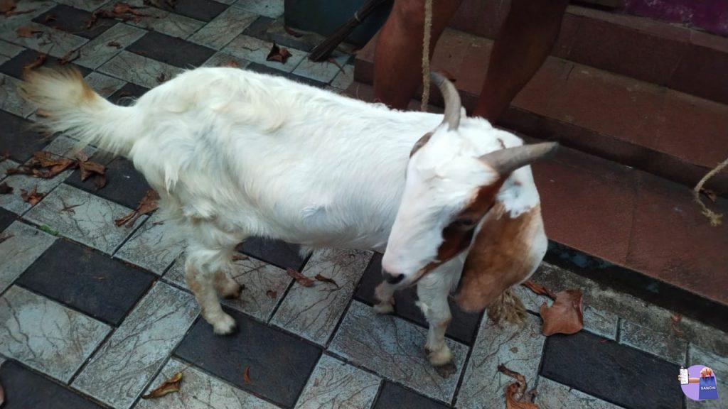 ബീറ്റൽ ആട്ടിൻകുട്ടികൾ (പെണ്ണ് 6 months )