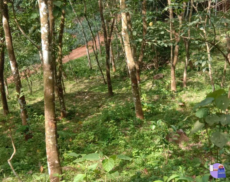 1 Acre Rubber Plot - Elakkad