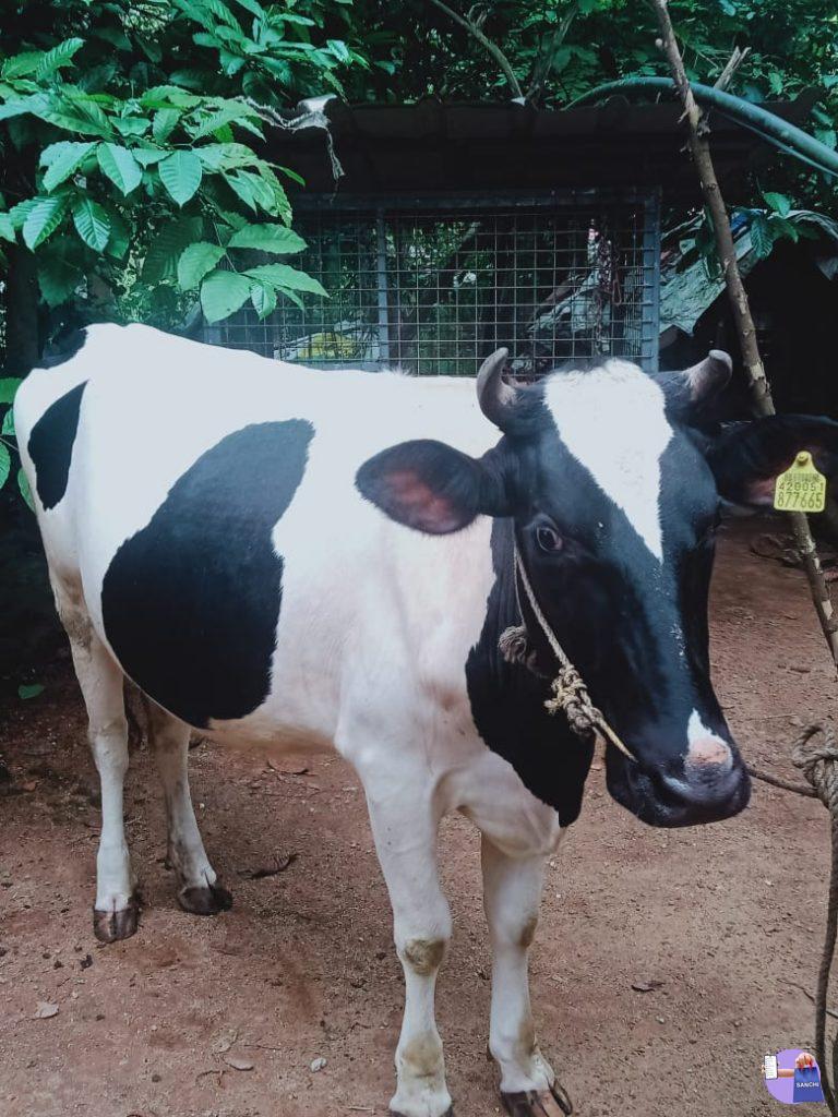 COW FOR SALE