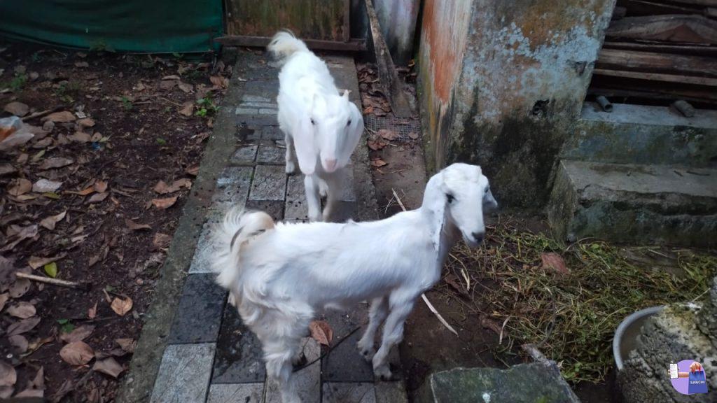 ബീറ്റൽ ആട്ടിൻകുട്ടികൾ (പെണ്ണ് 6 months )