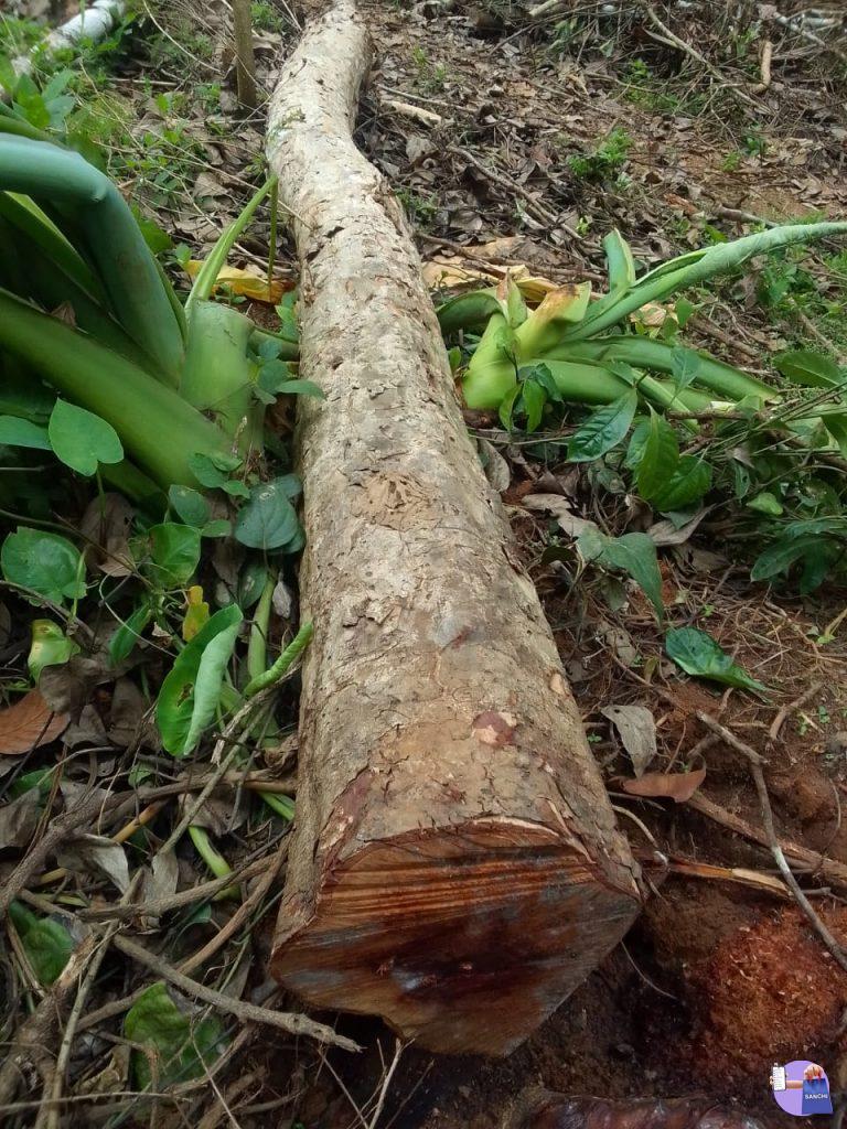 30' വണ്ണമുള്ള നെല്ലിമരം വിൽപ്പനയ്ക്ക് സ്ഥലം