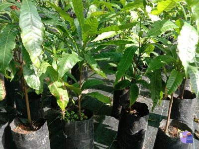 Plant Sapling
