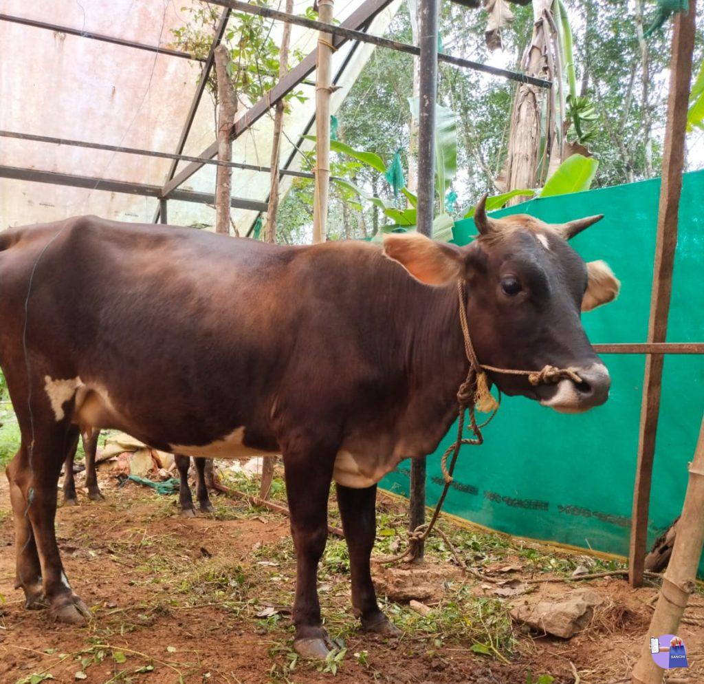9ആം തിയതി 9മാസം തികയുന്ന കനി ജെഴ്സി പശു. നല്ല കൂട് തേടുന്നു.