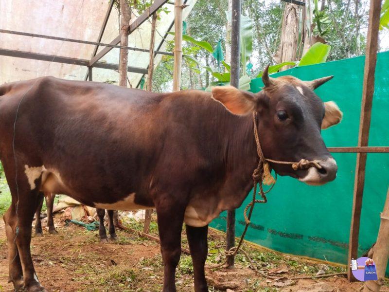 9ആം തിയതി 9മാസം തികയുന്ന കനി ജെഴ്സി പശു. നല്ല കൂട് തേടുന്നു.