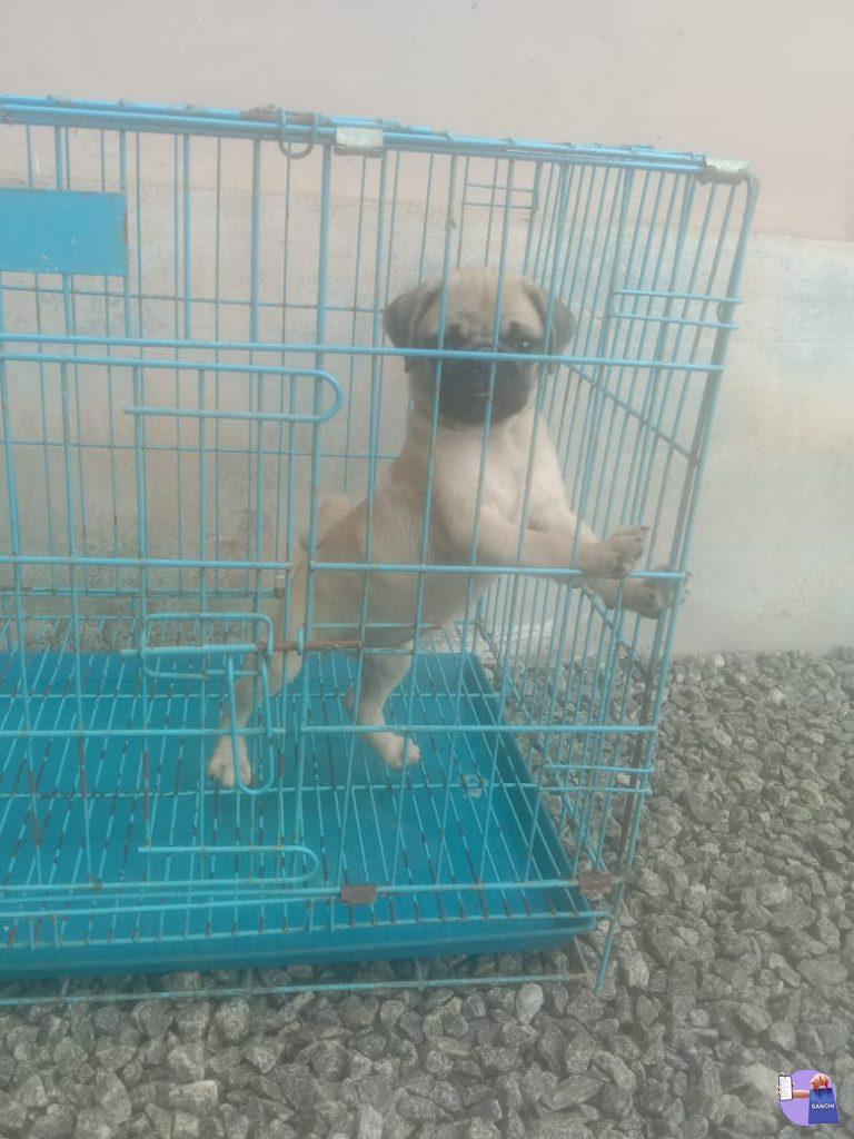 Pug female puppie available