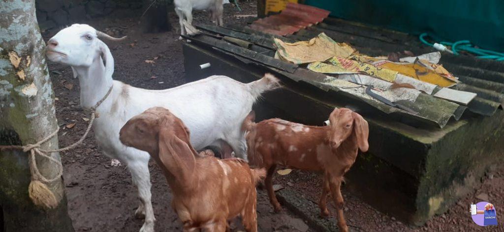 അഞ്ച് ആടുകൾ