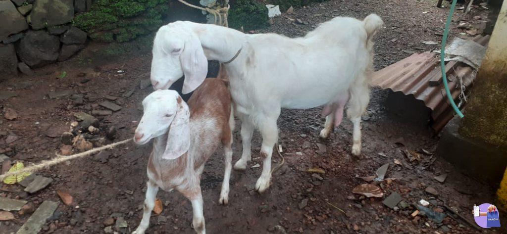 അഞ്ച് ആടുകൾ