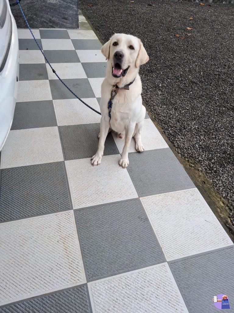 male labrador
