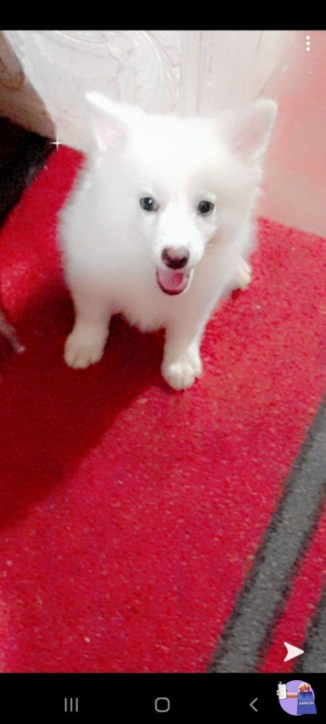 പട്ടിക്കുട്ടി 