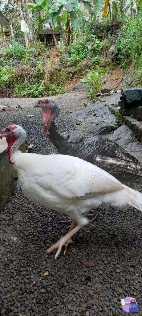 ടർക്കി കോഴികൾ