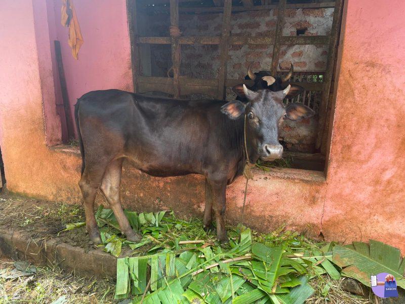 cow /kuruppumthara