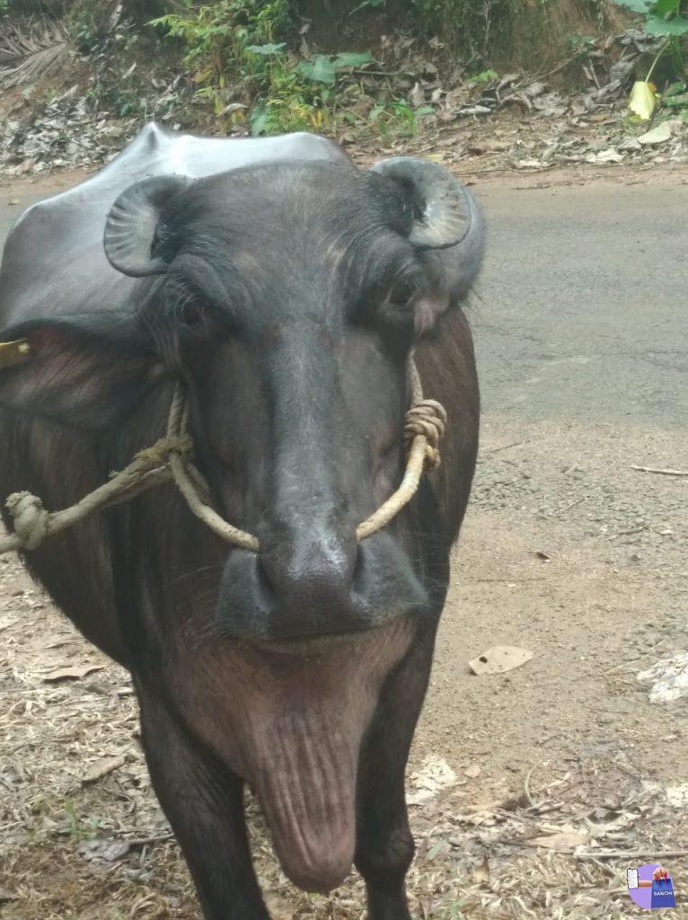 10 മാസം ചെനയുള്ള മുറ ഇനം എരുമ