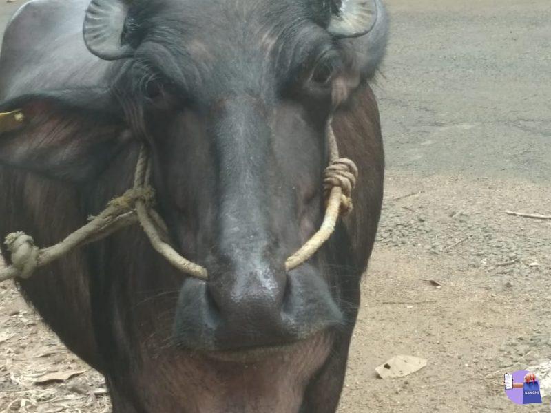 10 മാസം ചെനയുള്ള മുറ ഇനം എരുമ