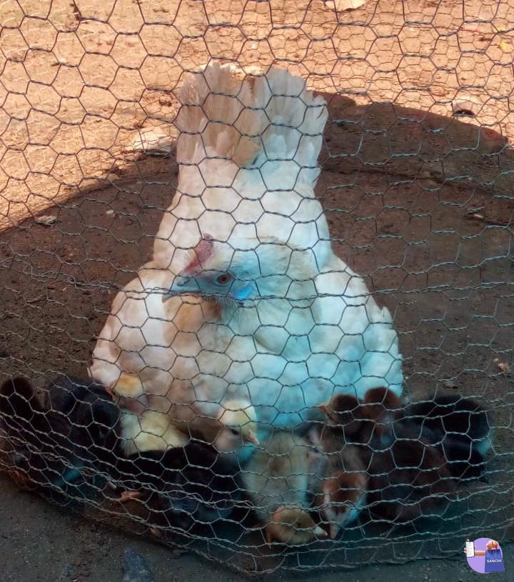 തനി നാടൻ കോഴി യും കുട്ടികളും