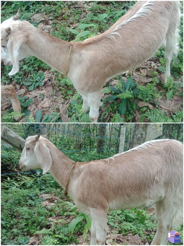 2 ജമിന പ്യാരി പെണ്ണാട്ടിൻകുട്ടികൾ