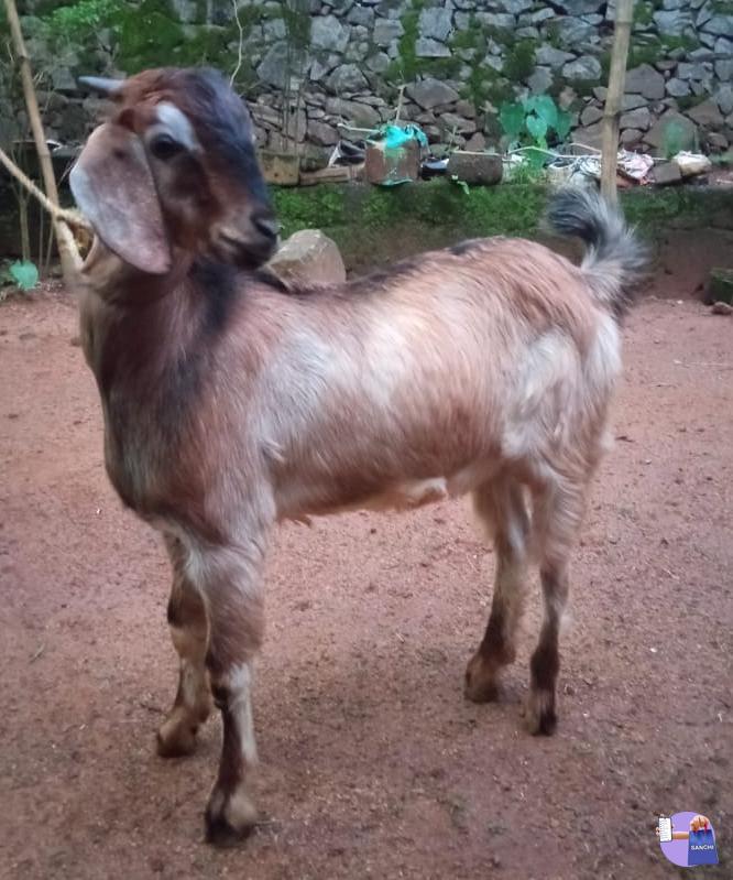 മുട്ടൻ കുഞ്ഞ്, ഉഴവൂർ