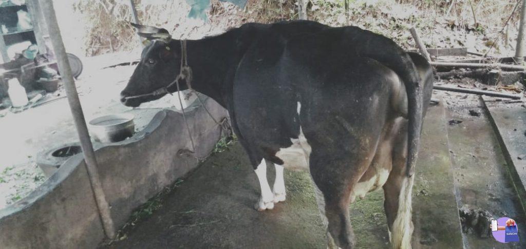 പശു...കഞ്ഞിക്കുഴി