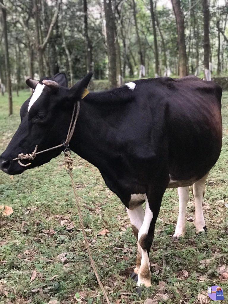 ഇടകറവ പശു