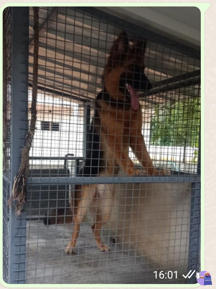 German shepard 10 months female dog