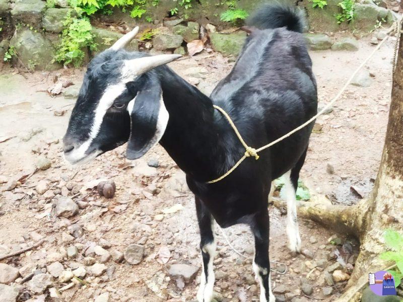 GOAT ,KURUMANNU