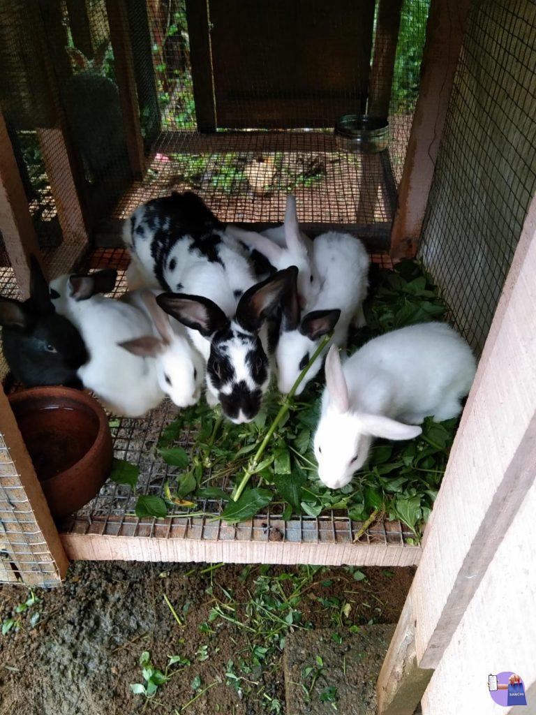 Whitespot RABBITS