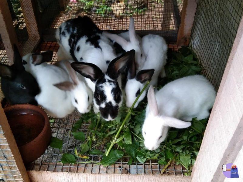 Whitespot RABBITS