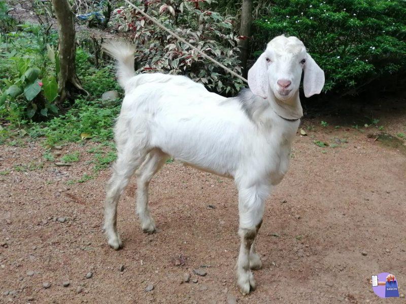 GOAT ,POOVATHILAPPU