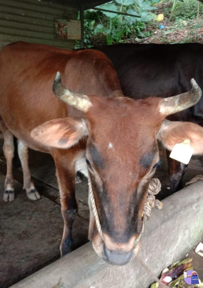 COW ,..MONIPPALY