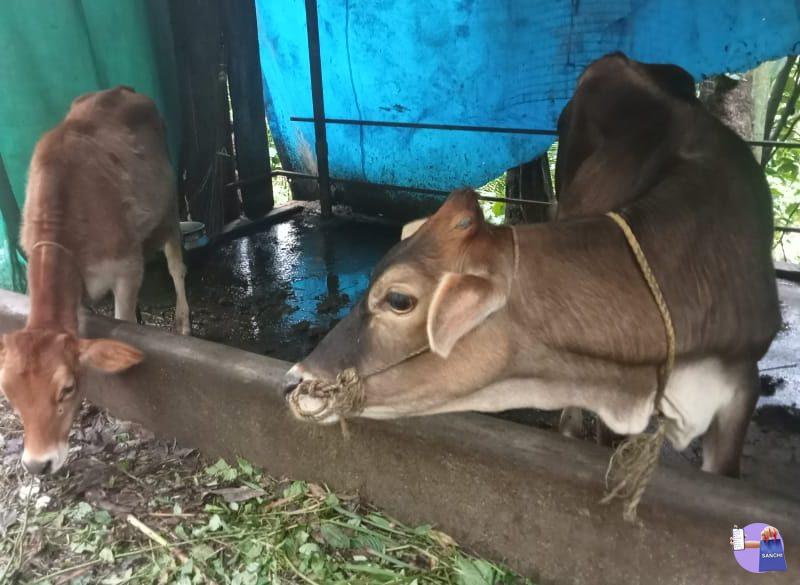 cow, thalanadu