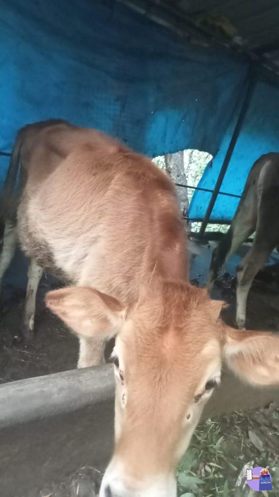 cow, thalanadu