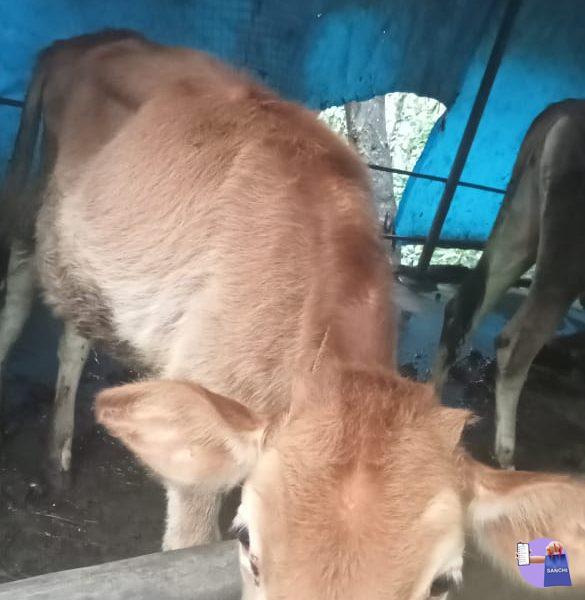 cow, thalanadu