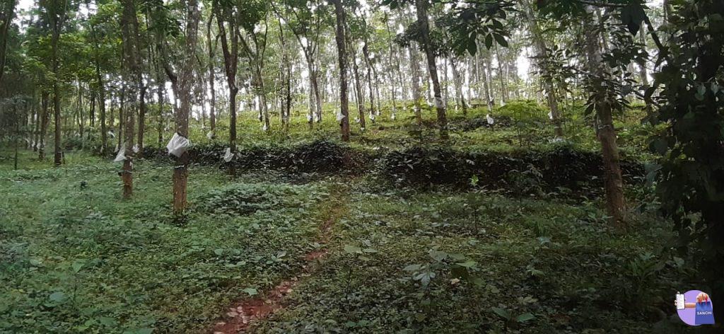 Rubber plantation for sale