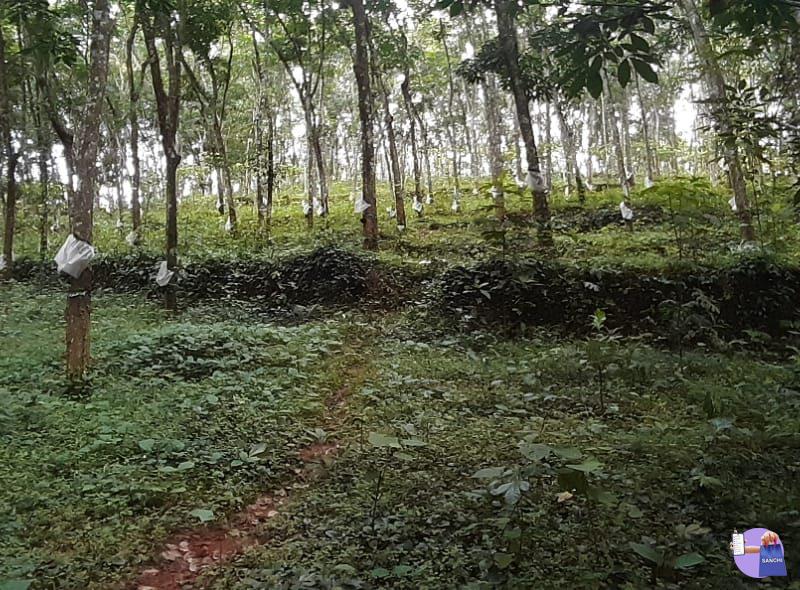 Rubber plantation for sale