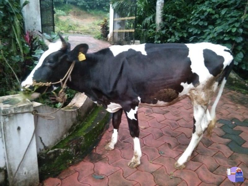 HF COW