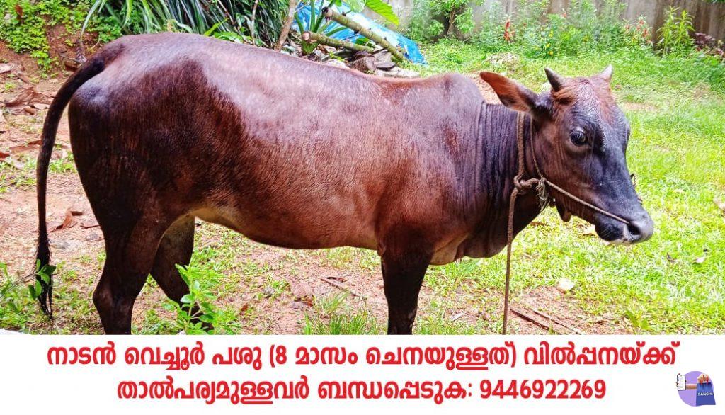 vechoor cow, koothattukulam