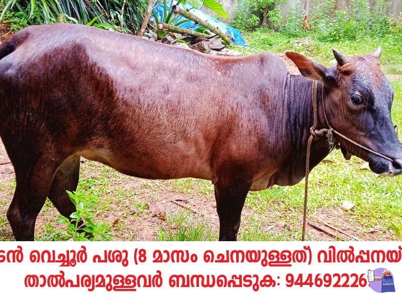 vechoor cow, koothattukulam