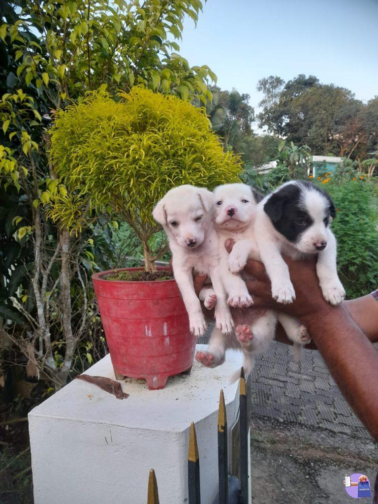 puppies @ kollappily