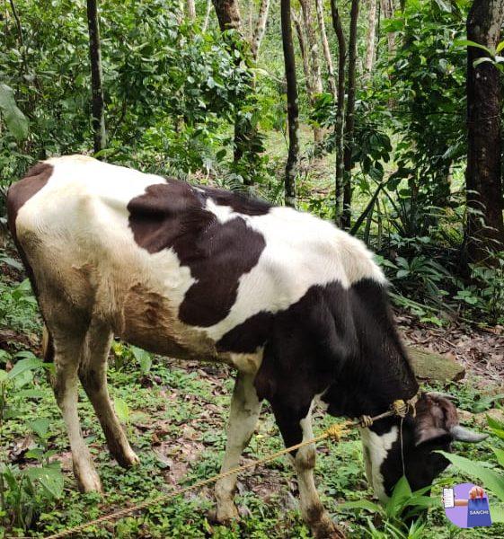 cow poovathilappu