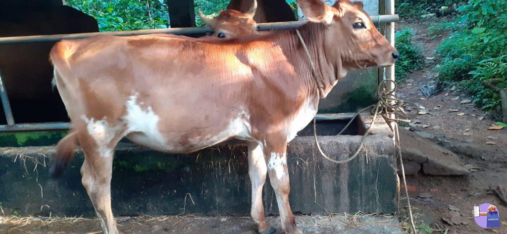 COW ,KURICHITHANAM