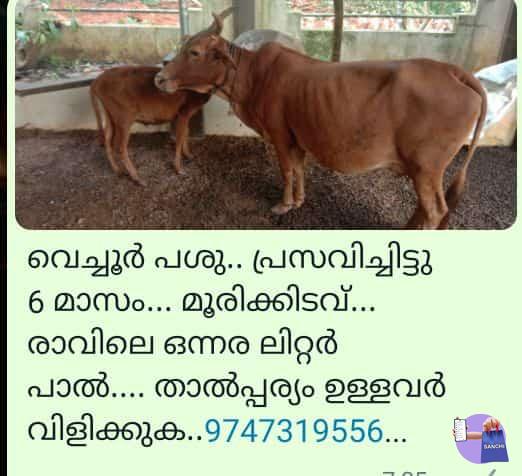 വെച്ചൂർ പശു