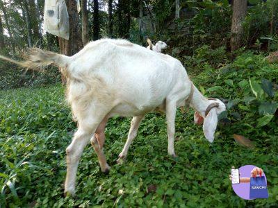 goat, ramapuram