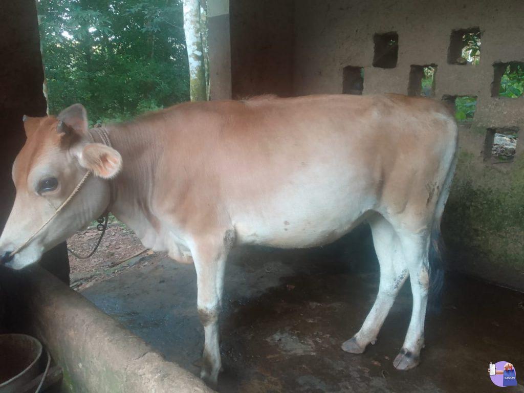 COW, ELANJI