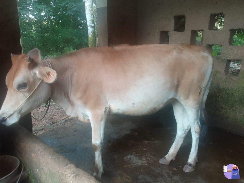 COW, ELANJI