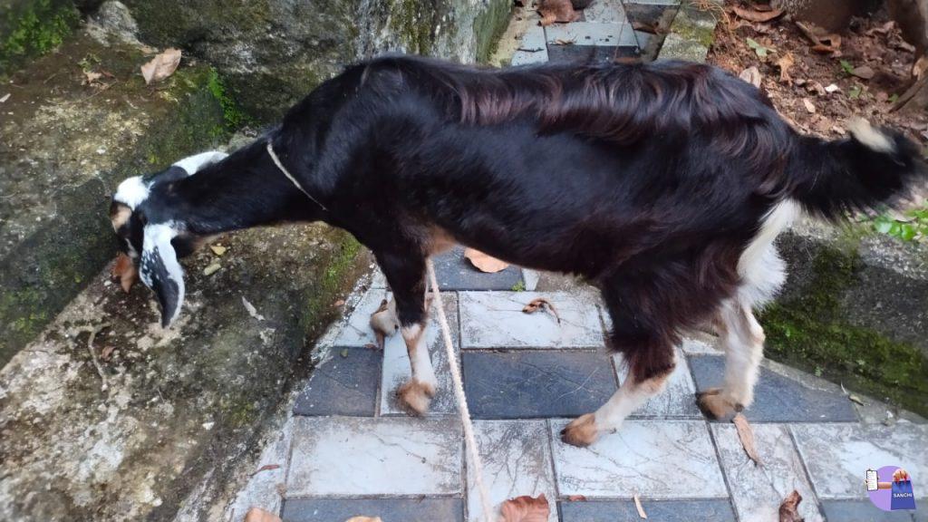 കന്നി മോഴാ ആട്, kuruppumthara