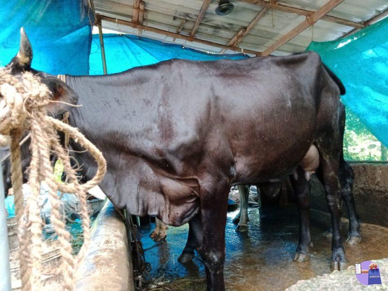 HF ജെസി ക്രോസ്സ് പശു.