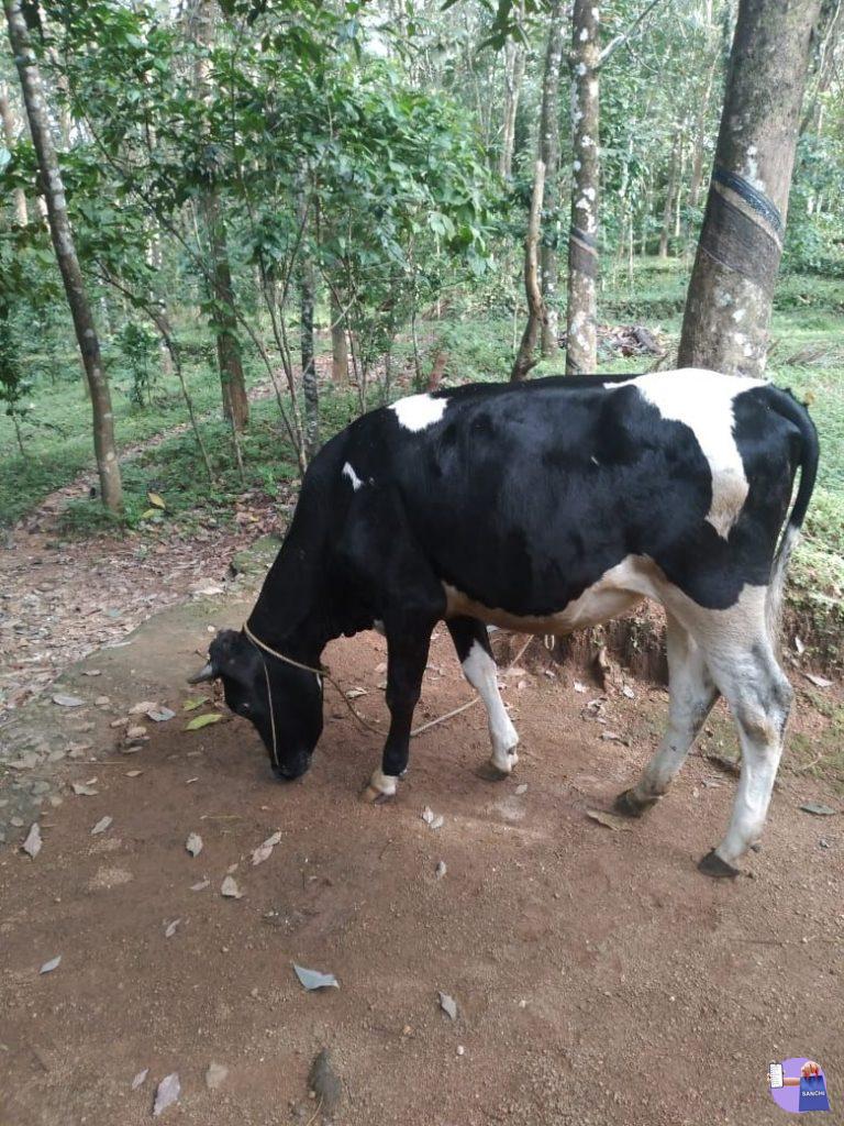 HF cow@ UZHAVOOR