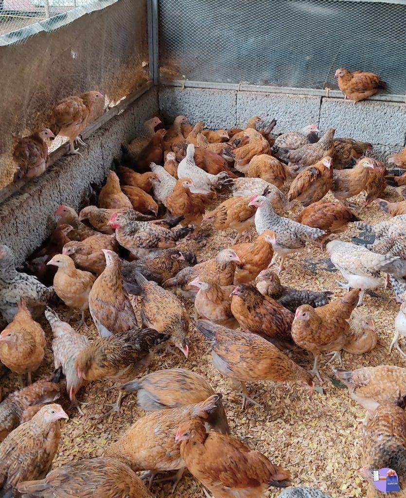 ഗ്രാമശ്രീ മുട്ടക്കോഴി കുഞ്ഞുങ്ങൾ