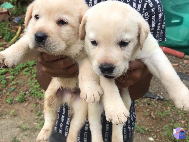 Labrador puppy’s