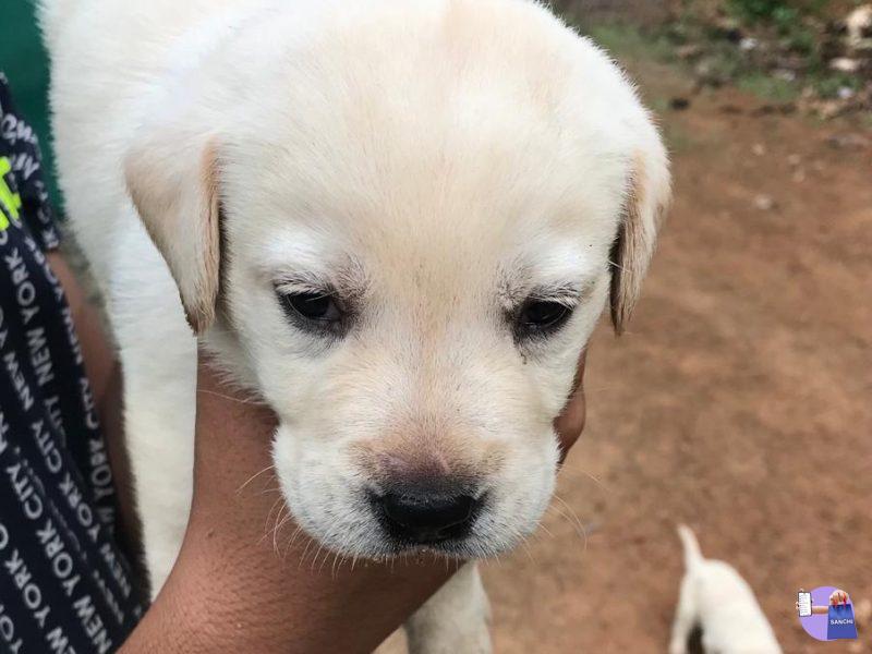 Labrador puppy’s