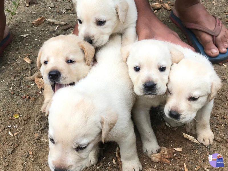 Labrador puppy’s